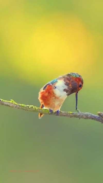 ?Allen’s hummingbird beak cleaning and sharpening ritual