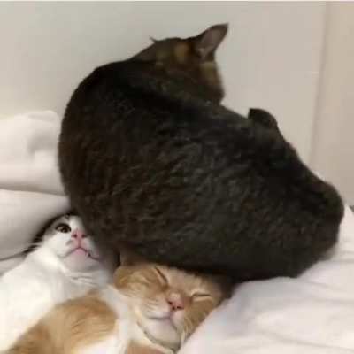 That one cat