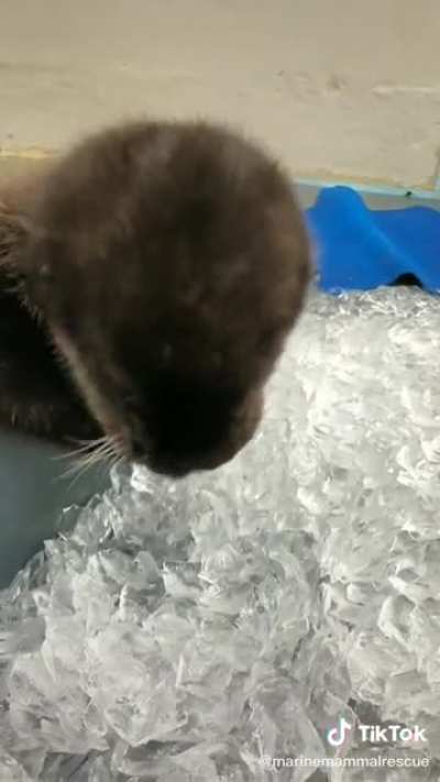 I guess otters don’t experience brain freeze?