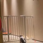 They say cats are liquid