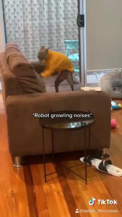 Pablo.Iggy hates our couch ?