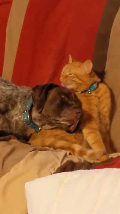 When he stops grooming her, she bumps him with her nose, asking him to continue. ?