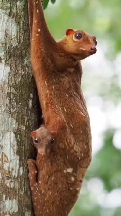 ? Malayan flying lemur with her baby
