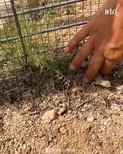 The lizard