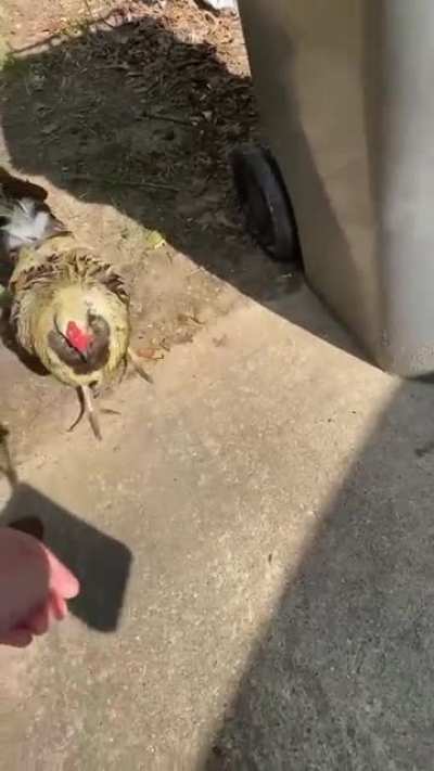Chicken don’t play?