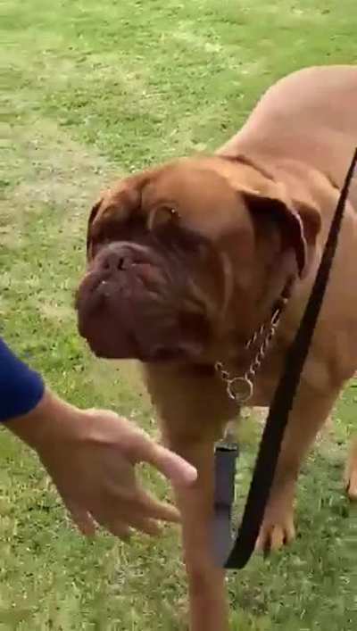 argentina's fans found a dog that looks like messi's dog and start chanting "it's messi's dog's"