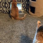 Watch closely. When the birds fly out of the view of the camera, my cat thinks they are flying outside the real window.