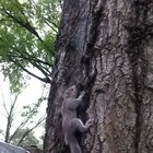 Man releases squirrel he raised