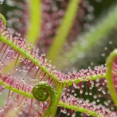 ? This is a Drosera binata, commonly known as the forked sundew
