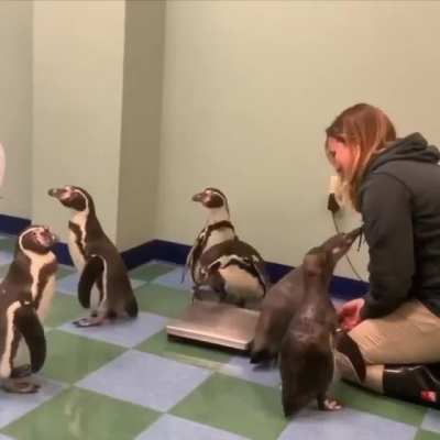 Never get bored of penguins getting weighed ?