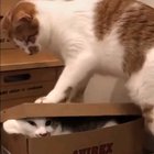 Packing bread