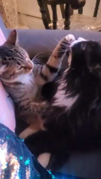 Cat ownership.