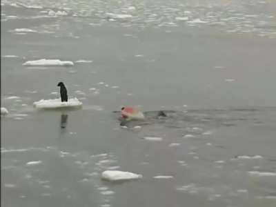 Dog stranded on an iceberg rescued by Russian sailors