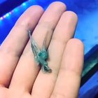 ? Blue baby octopus ?