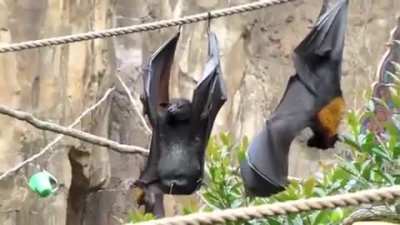 Have you ever seen how bats pee? ?