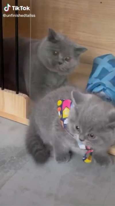 Double homicide
