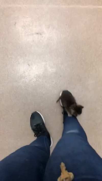 Video from about 2 years ago when I used to work at an animal shelter. Just along for the ride.