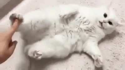 Meow_irl