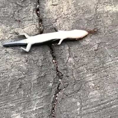 ? The strength of this ant