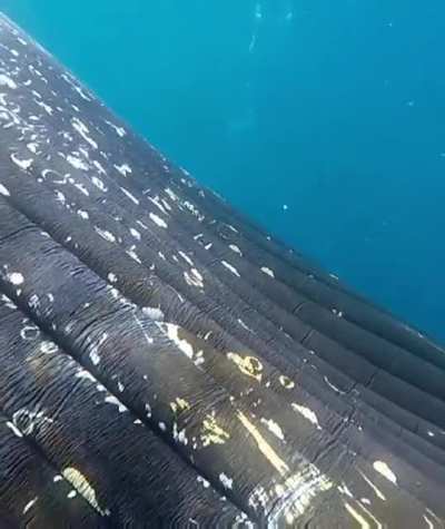 ? Close encounter with Whale
