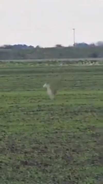 ? Rabbit jump escape from death..