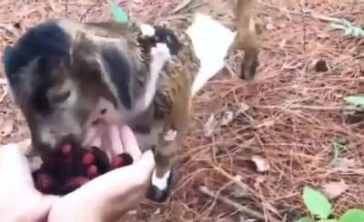 Feeding this adorable little goat