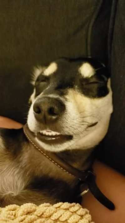 This is not an animimatronic, this isn't an edit. This is actually my dog sleeping.