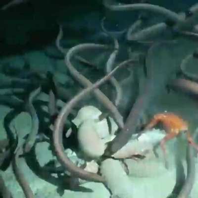 ? Deep cleaning at the bottom of the ocean: eels, isopods, and crabs at the banquet