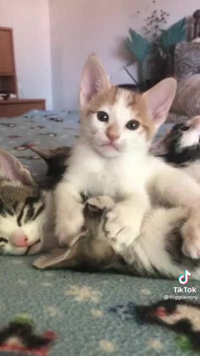 Licky licky little kitty ?