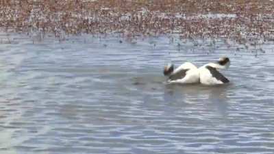 Hooded Grebe Courtship Dance!??