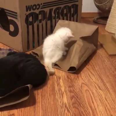 Hide and seek master