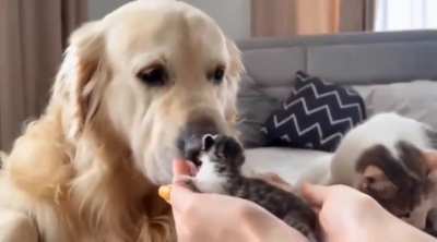 Dog's reaction to meeting best friend's babies for the first time..??
