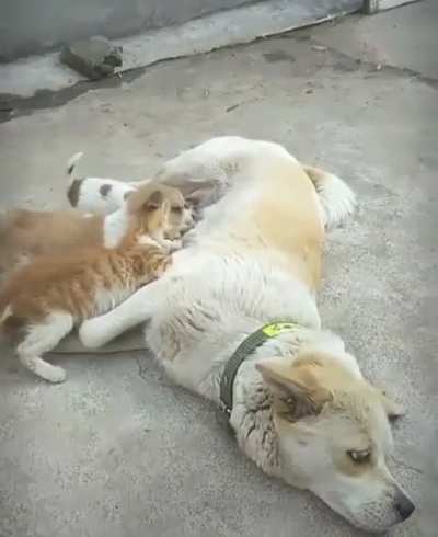Of cats and dogs
