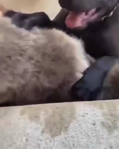 Who's gonna tell him he's not a dog?