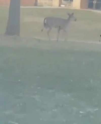 Deer God!