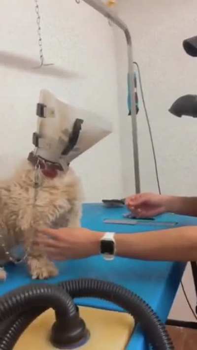 just taking my dog to vet