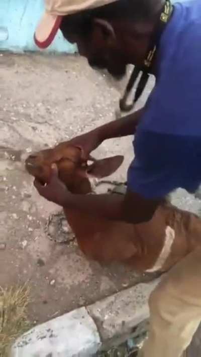Man saves life of a goat
