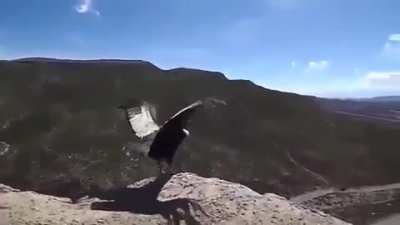 ? Releasing A Condor