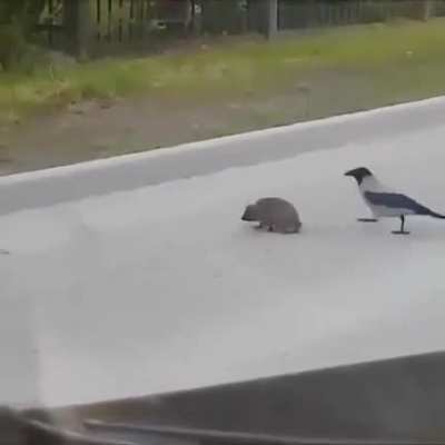 ? Helping to cross the street ?