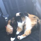 Whatever the vet gave my cat for her teeth cleaning was too strong