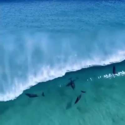 ? Dolphins riding waves