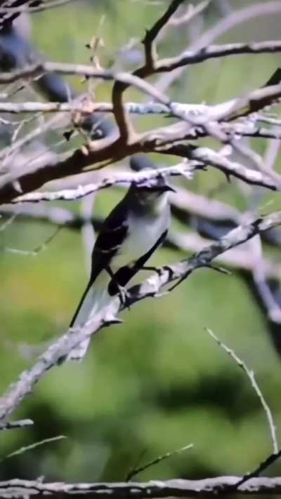 They call them mocking birds for a reason?