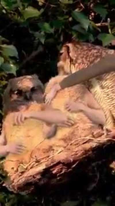 If Birds Had Arms - Compilation Here's some of my favourite 'Birds With Arms' videos created over the past few years. Which is your favourite bird? ?
