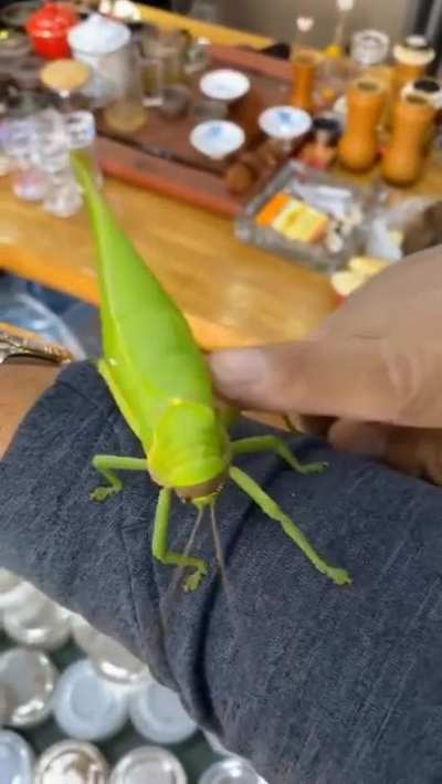 ? This Katydid sounds like a bird