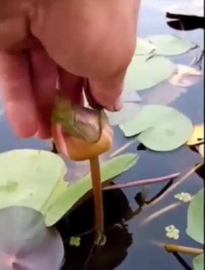 Freeing a water lily from spirogyra ?