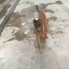 Incredible!