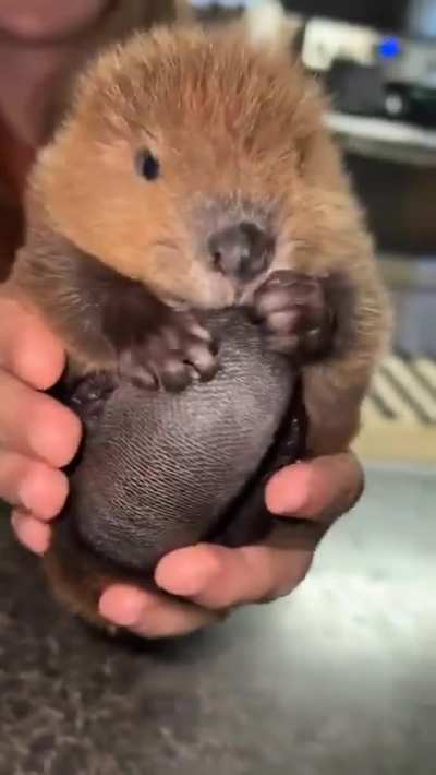 Baby fever? No. BABY BEAVER!?
