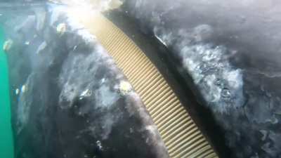 ?Grey whale approached our boat and showed its baleen .
