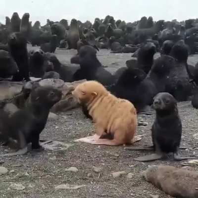 ? An incredibly rare blonde fur seal ?