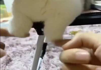 This kitty’s paws ?